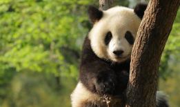 熊猫1108最新爆料,娱乐圈最新爆料大起底！