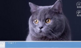 一姐八卦最新爆料猫猫,猫猫背后的惊人真相！